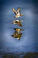 Reflected Flight 